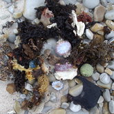 Beach combing - always something to see